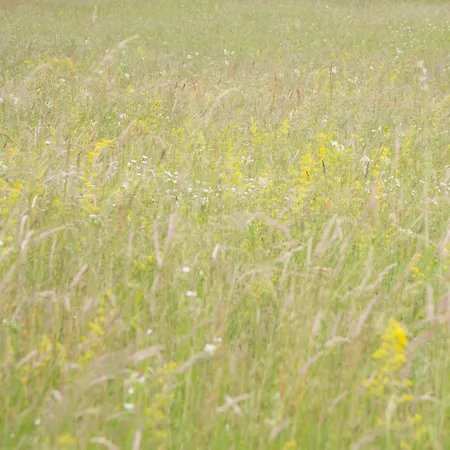 Landsted Il Bosco Di Arichis